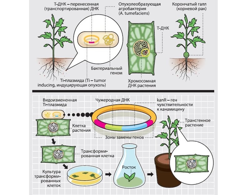 Генетическая модернизация: развеиваем мифы о ГМО ГМО,наука