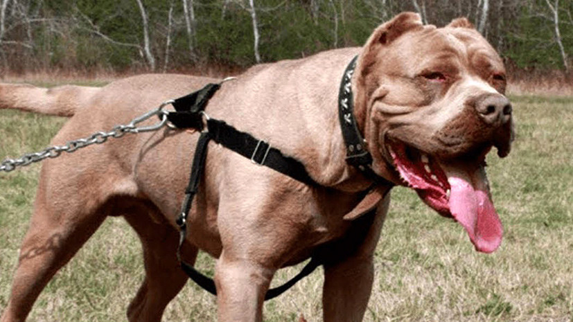 Последние новости России — сегодня 26 августа 2019