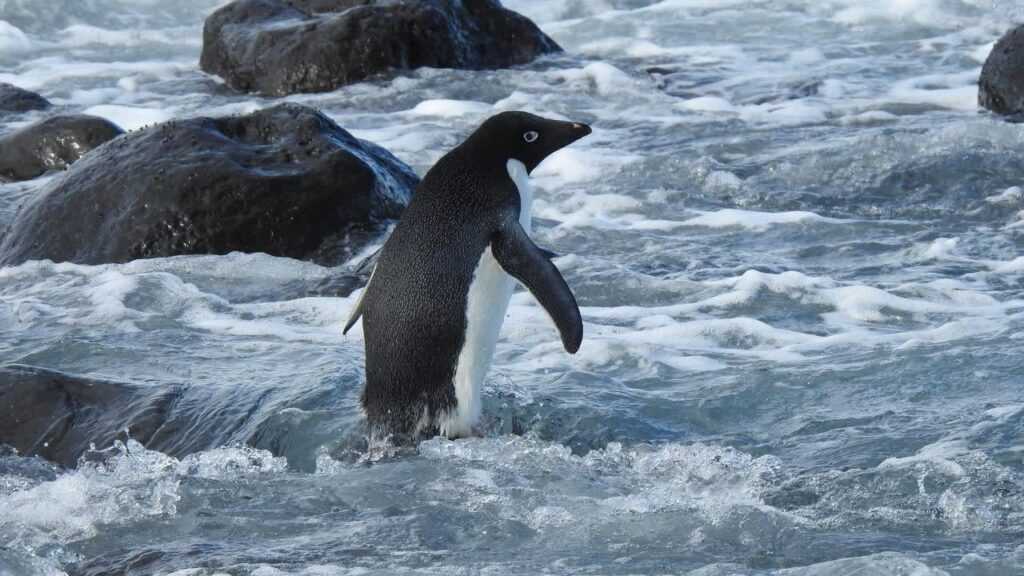 pingvin antarktida novaya zelandiya min