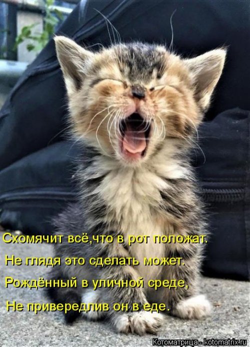Лучшая котоматрица недели