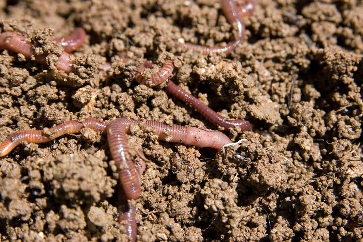 composting worms burrowing through the dirt in the garden