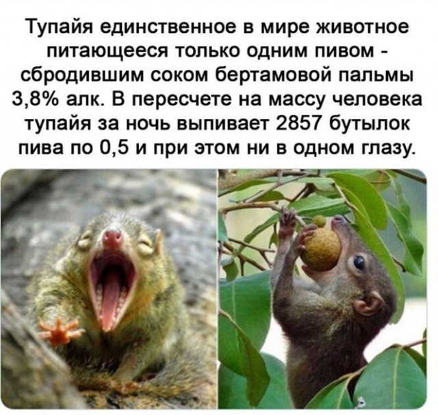 Приколы про алкоголь после прошедших выходных  позитив,смешные картинки,юмор