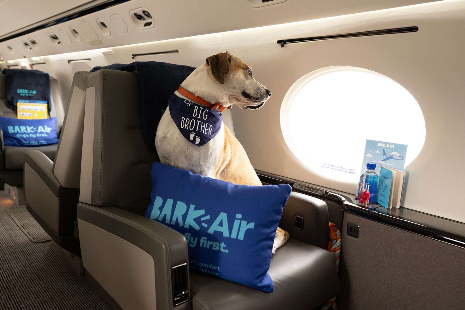 Американская авиакомпания для собак BARK Air совершила первый рейс. Цена билета - от $6000