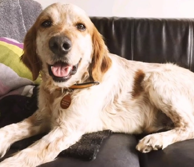 Счастливый пес