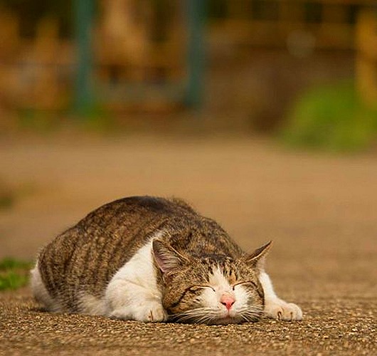 Кошки Токио в фотографиях Масаюки Оки интересное,кошки и коты,позитив,фотография