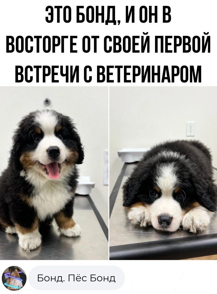 Колкие комментарии, которые как острый соус приправляют сам пост Колкие комментарии, которые как острый соус приправляют сам пост