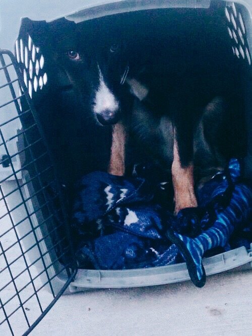 black-and-white-sad-dog-in-cage