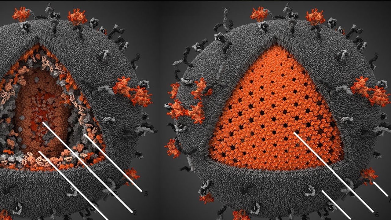 Вич название вируса. Вирус иммунодефицита под микроскопом. ВИЧ молекула вируса. ВИЧ И СПИД под микроскопом.
