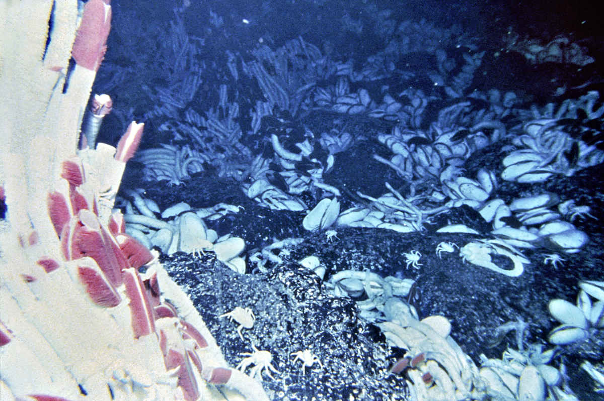 Наука: там, где живут чудовища Наука: там, где живут чудовища наука,чудовища, батискаф, океан, рыбы, черные курильщики