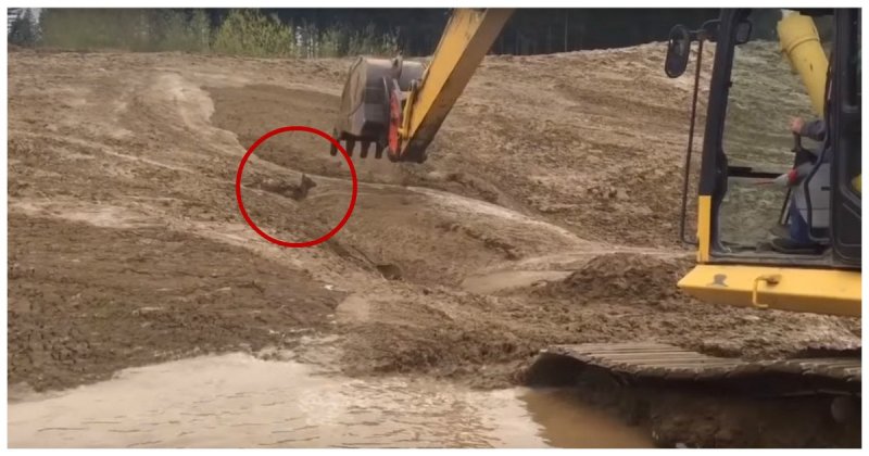 Экскаваторщик спас олененка из грязевого плена видео, животные, спасение