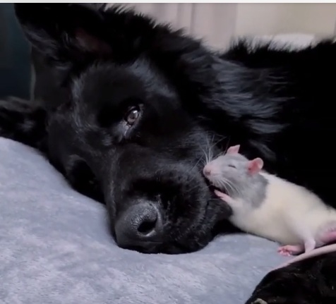 ДРУЖБА ЖИВОТНЫХ ДРУЖБА ЖИВОТНЫХ