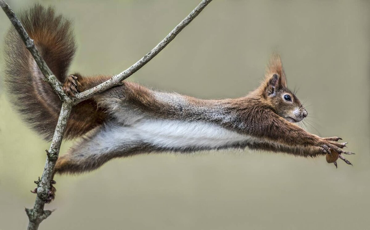 Лучшие смешные фотографии дикой природы парке, национальном, конкурса, Wildlife, дикой, Photography, IndependentБегемоты, издания, мнению, проведения, время, фотографий, лучших, несколько, КенииВот, недельное, сафарипутешествие, берег, выиграет, БеррардЛукасПобедитель