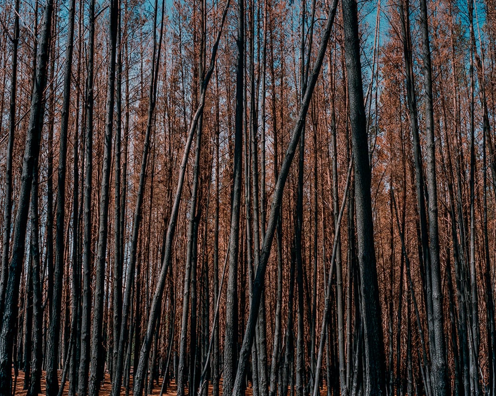 Травмированный пейзаж: Австралия  в фотографиях после лесных пожаров 