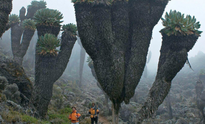 На склоне Килиманджаро нашли доисторический лес из растений, которые росли на Земле миллион лет назад