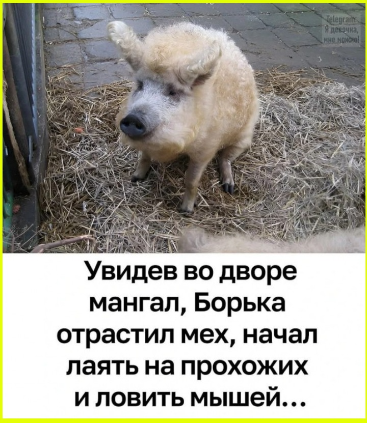 Поздний утренний юморок 
