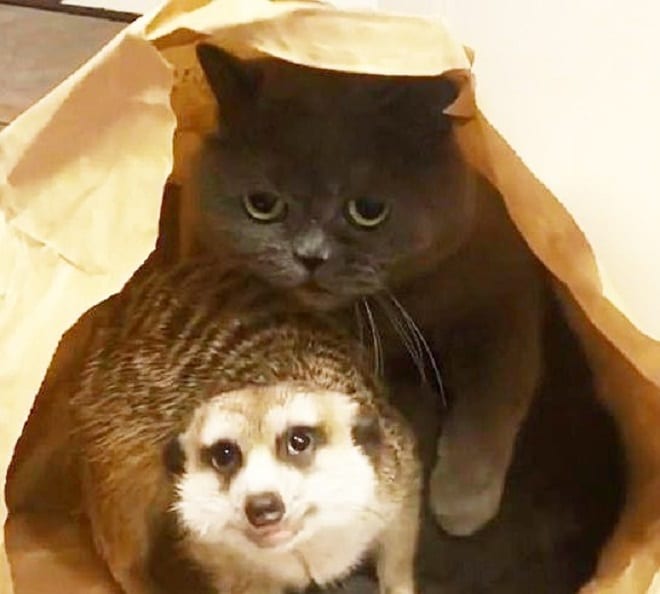 Питомцы прячутся 