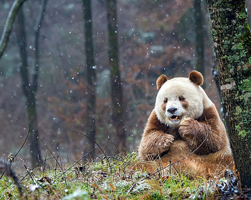 Коричневая панда