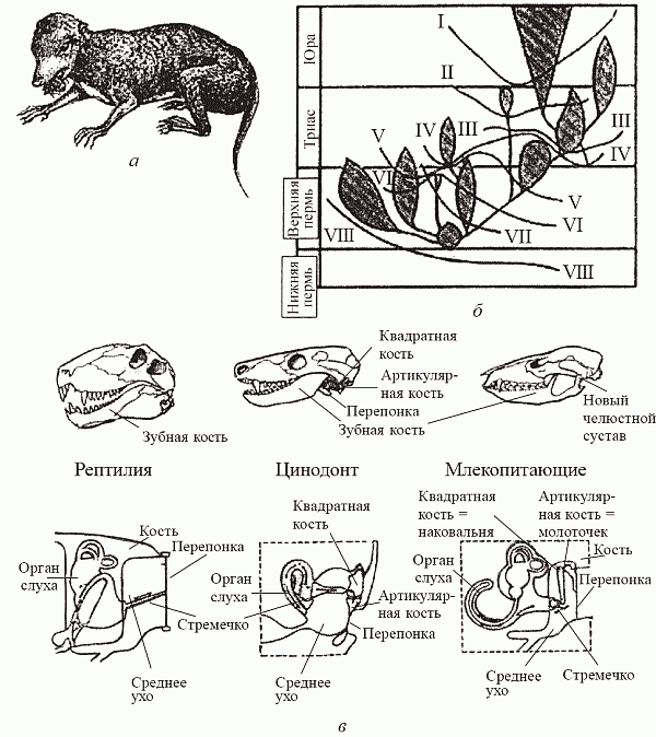  Происхождение млекопитающих: "маммализация териодонтов". (а) - Megazostrodon, древнейшее из известных млекопитающих из верхнего триаса; (б) - схема филогенеза по Татаринову (1976), демонстрирующая очередность приобретения маммальных признаков в различных филогенетических линиях тероморфов: I - звукопроводящий аппарат из трех слуховых косточек, II - вторичное челюстное сочленение между зубной и чешуйчатой костями, III - зачаточная барабанная перепонка в вырезке угловой кости. IV - мягкие, снабженые собственной мускулатурой губы, V - сенсорная зона на верхней губе (протовибриссы), VI - расширенные большие полушария головного мозга, VII - трехбугорчатые заклыковые зубы, VIII - верхние обонятельные раковины; (в) - эволюция челюстных структур и среднего уха (иллюстрирующая предыдущую схему). http://scisne.net/a-303?pg=16 