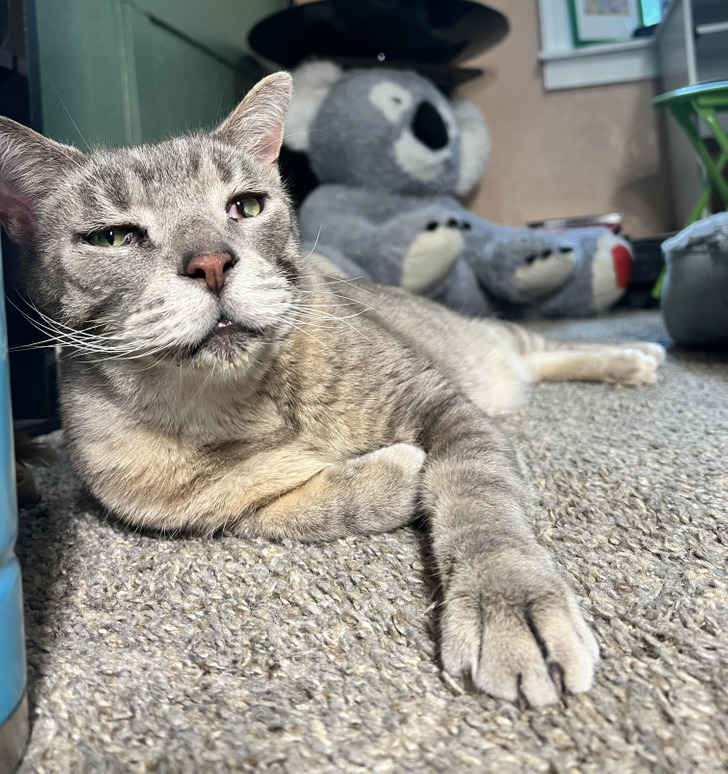 18 обитателей приюта, которые кого хочешь покорят, и моргнуть не успеешь 18 обитателей приюта, которые кого хочешь покорят, и моргнуть не успеешь