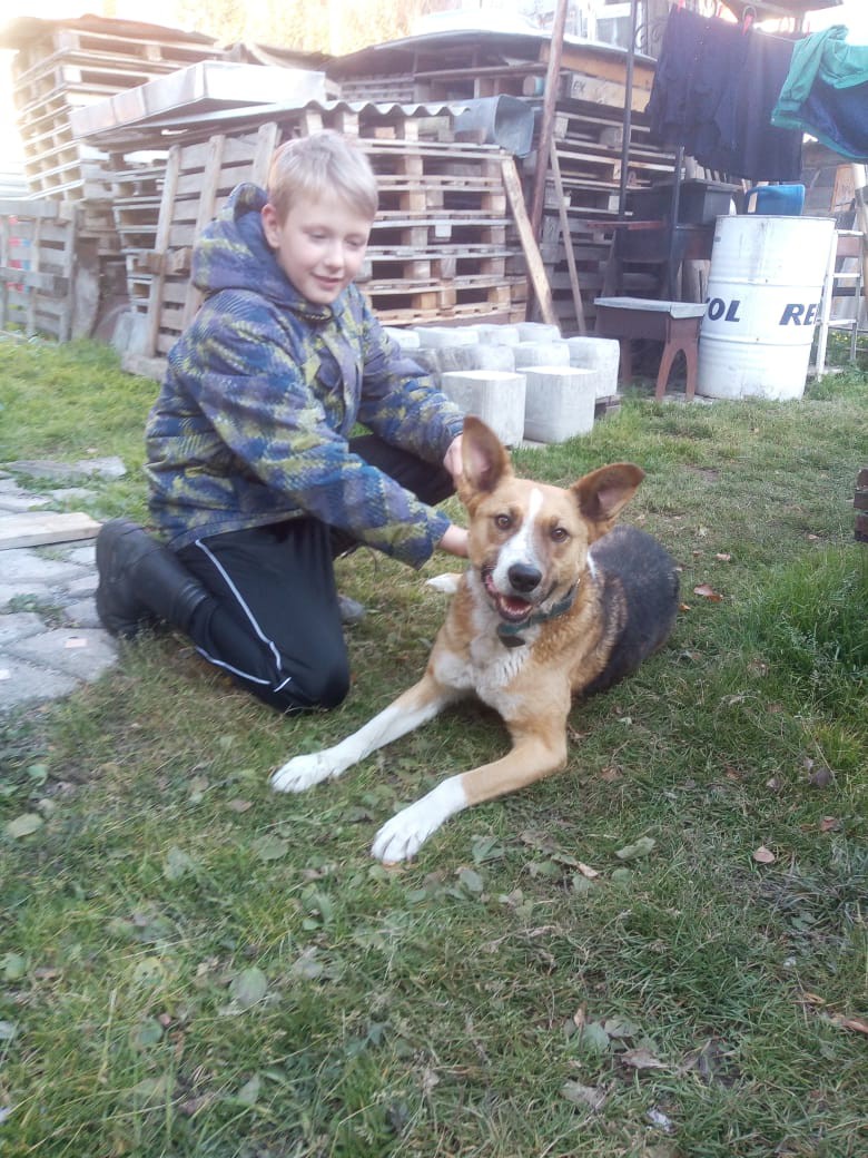 Хозяева не пустили собственного пса домой после прогулки 