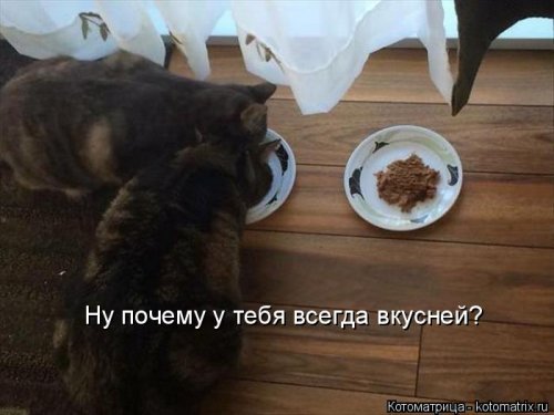 Лучшая котоматрица недели смешные картинки