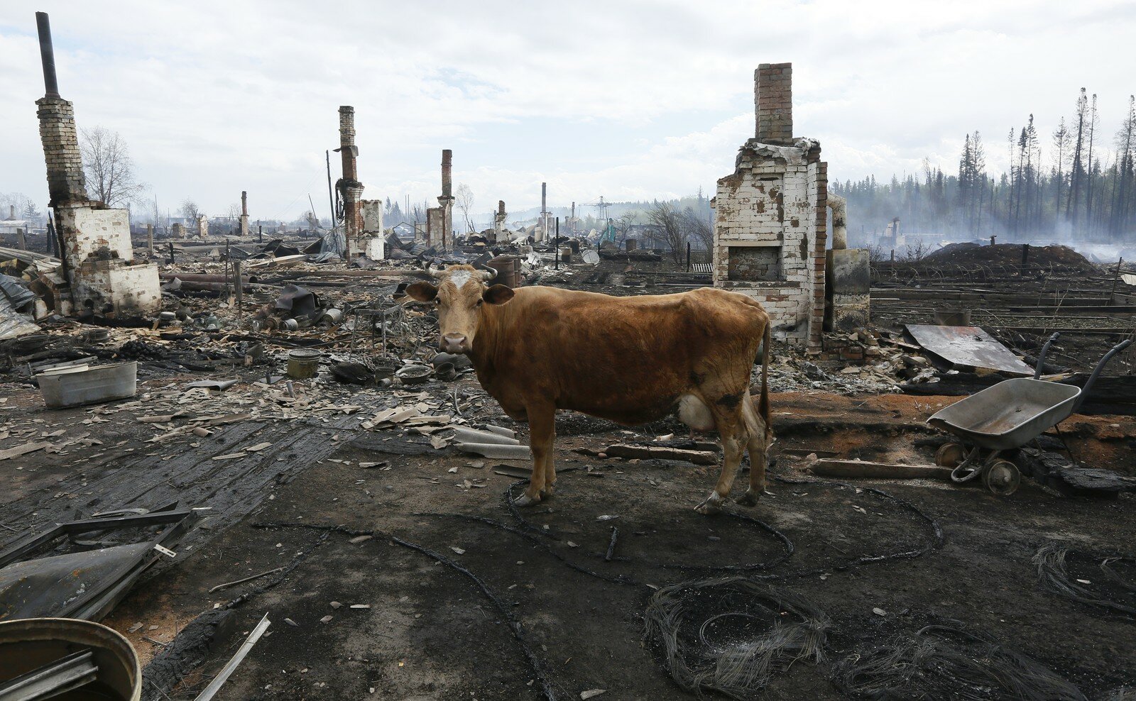 Фото животных после пожара в лесу