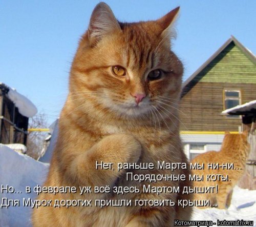 Лучшая котоматрица недели смешные картинки