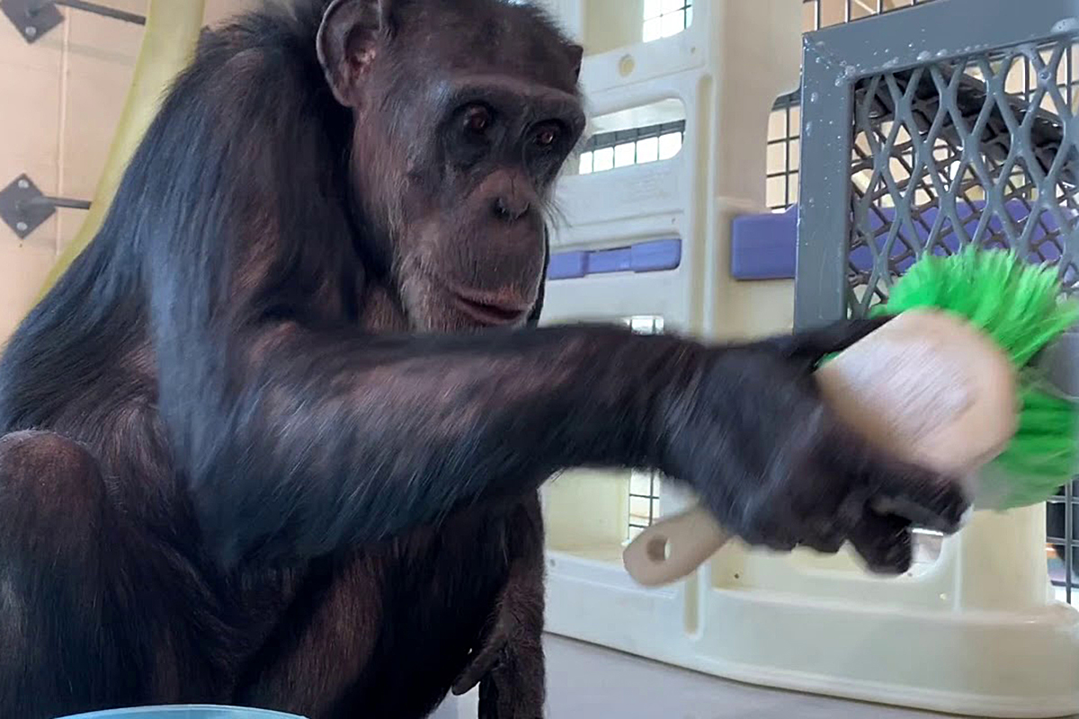 Шимпанзе заменил уборщика в зоопарке Таллина