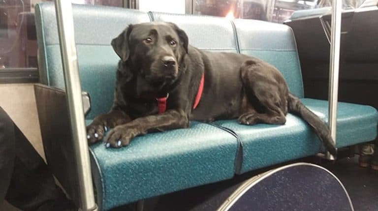 BeFunky-collage (80)