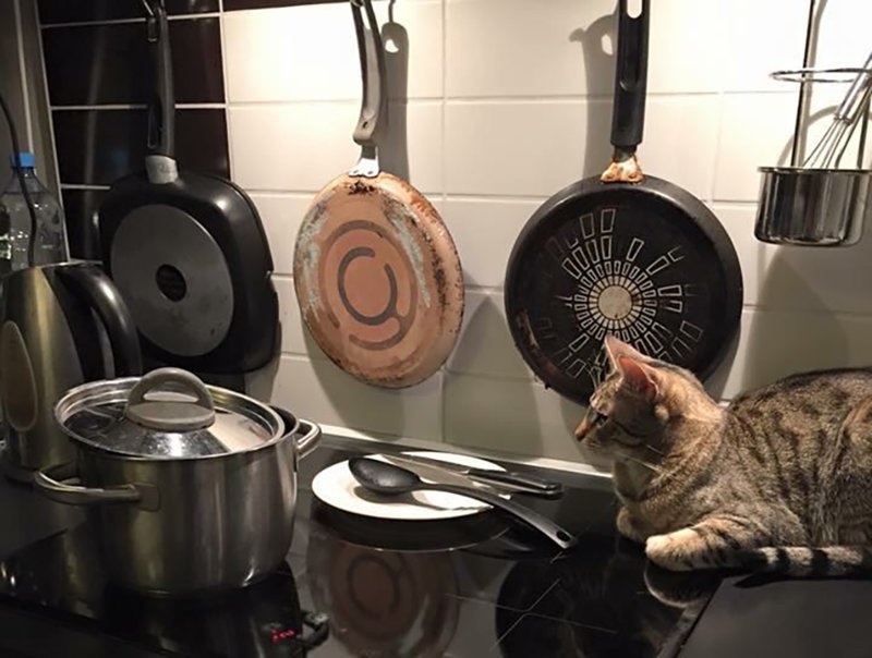 Холодец застыл еда, кот, кулинария, рецепты, холодец, юмор