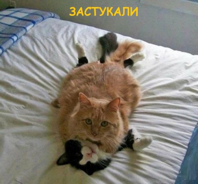 Такие разные и забавные котики Такие разные и забавные котики