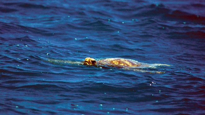 Морские черепахи были для Робертсонов источником мяса и жира