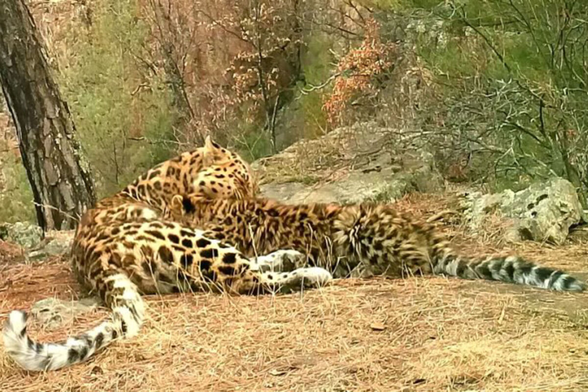 В нацпарке рядом с КНДР найдена автономная группа дальневосточных леопардов