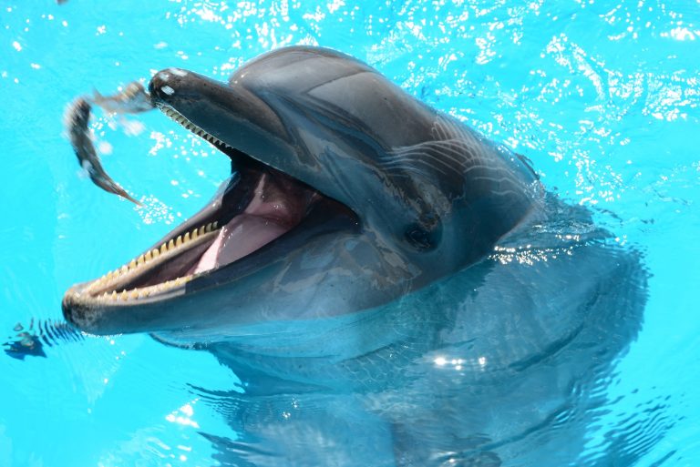 Киты и дельфины живут в соленой воде, но пьют пресную. Ученые выяснили, где они ее находят Культура