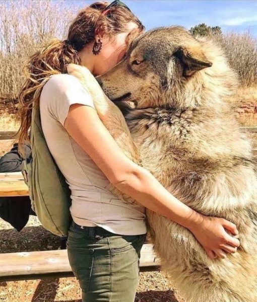 Волкособы — 60-килограммовые нежные гиганты, которые очень любят обниматься.