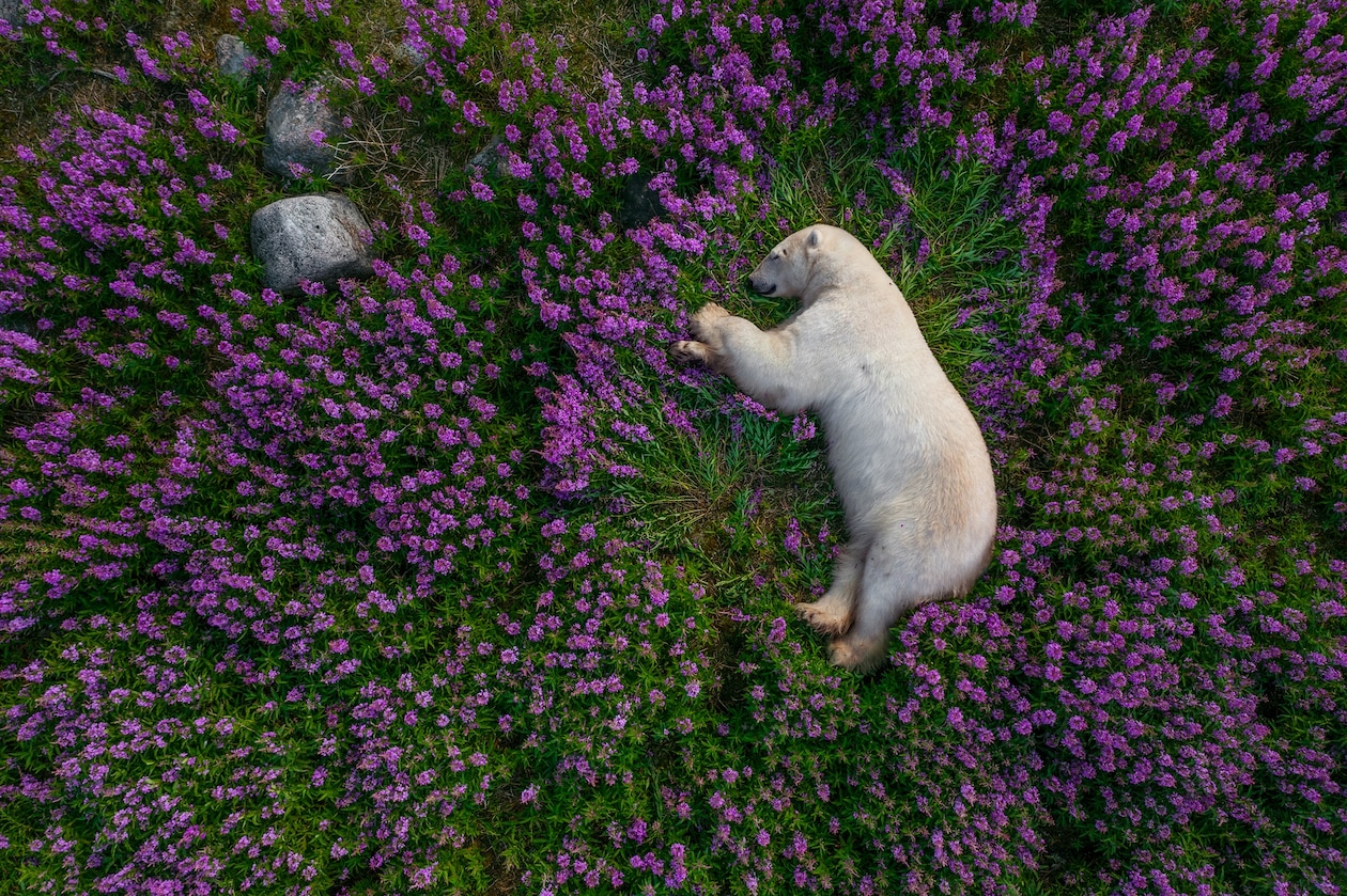 Изображение медведя, спящего на боку на цветущих кипреях.