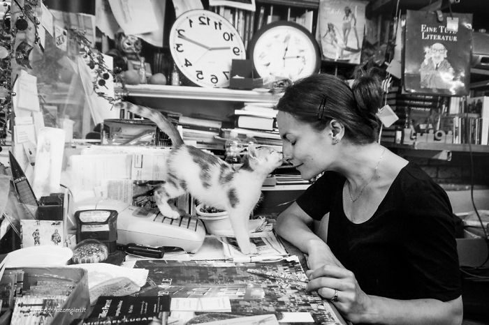 Счастливые кошки в фотографиях Marianna Zampieri Счастливые кошки