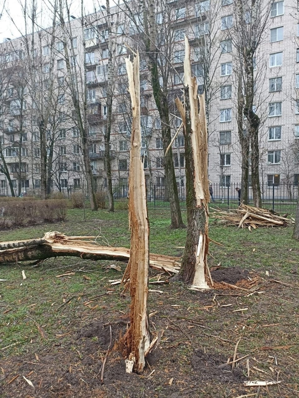 На юге Петербурге молния в щепки разнесла дерево на территории детсада