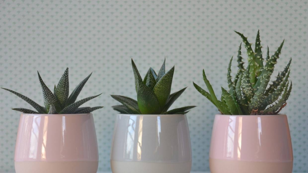 Флорист Сафронова посоветовала заменить новогоднюю елку комнатными растениями