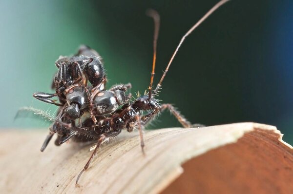 Клопы охотятся на муравьёв в их же собственном доме! 