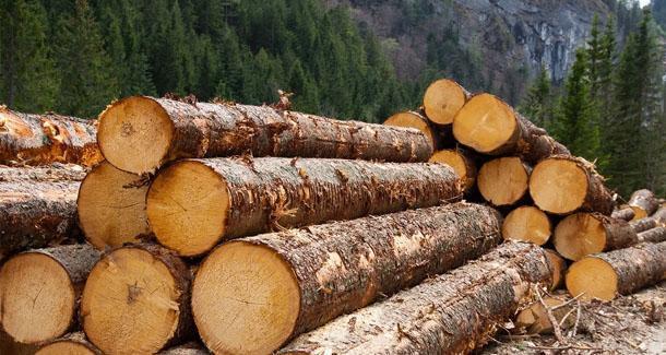 Россия запретила вывоз леса – Европа взвыла и побежала жаловаться в ВТО