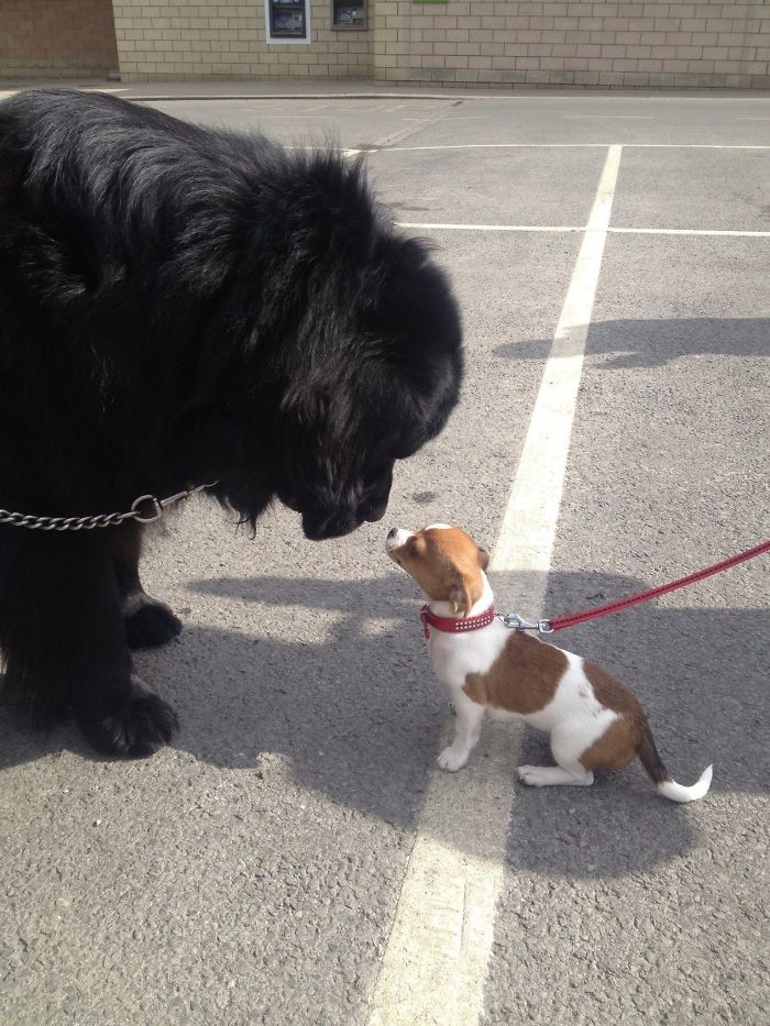 Я люблю это, когда мой новичок встречает маленькую собаку