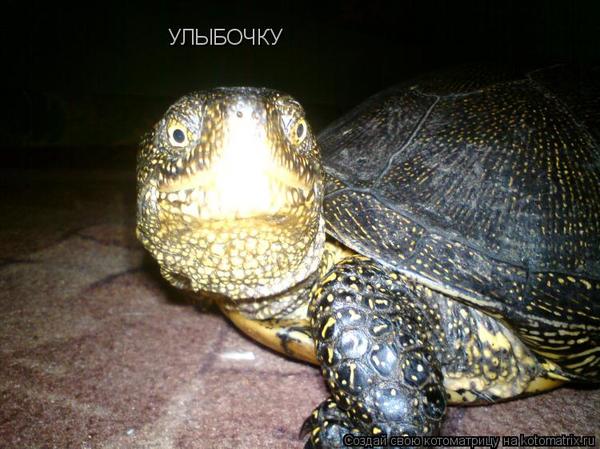 Уфф!!! Ну наконец-то! Котоматрицы великолепные, каждая с доброй улыбкой!!!