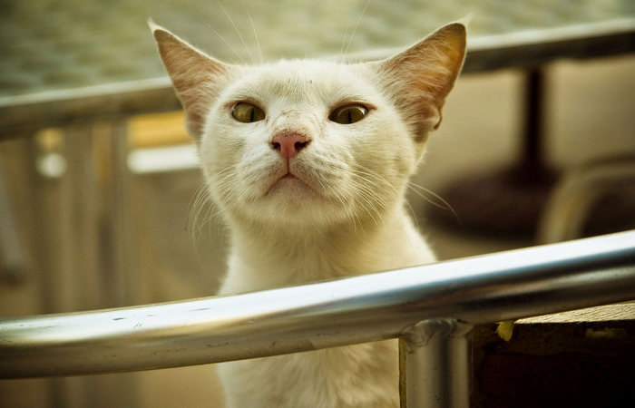 Почему кошка откликается на «кис-кис», и как ее подзывают в других странах