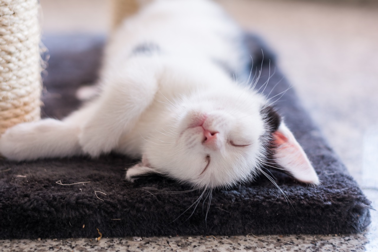 кошка на фото