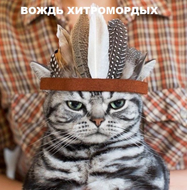 Такие разные и забавные котики Такие разные и забавные котики