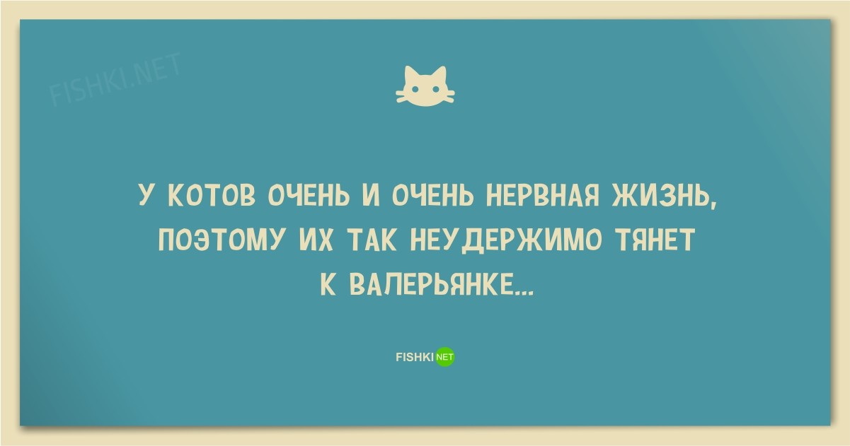 25 смешных анекдотов про кошек и котов