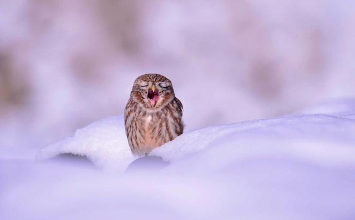 Маленькая сова зевает на снегу. Город Ансон, Южная Корея Забавные фото, животные, мимишность
