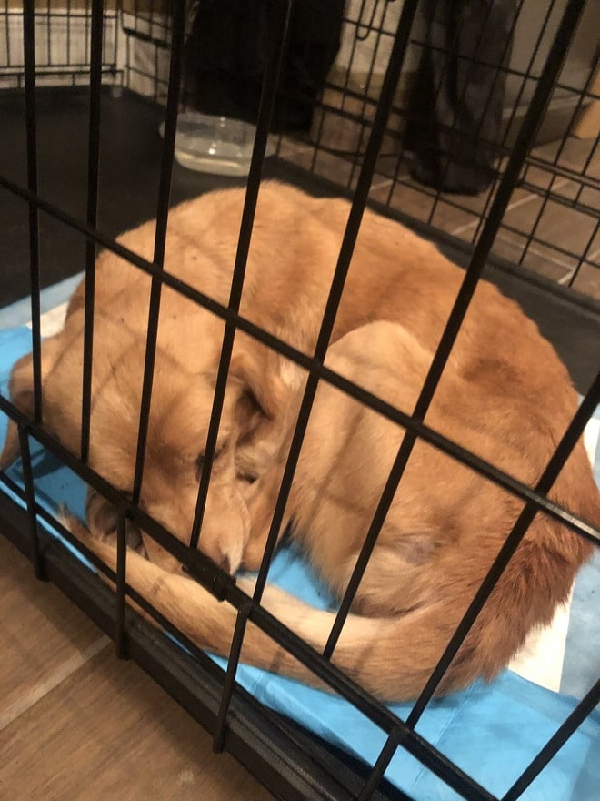 Собака в клетке