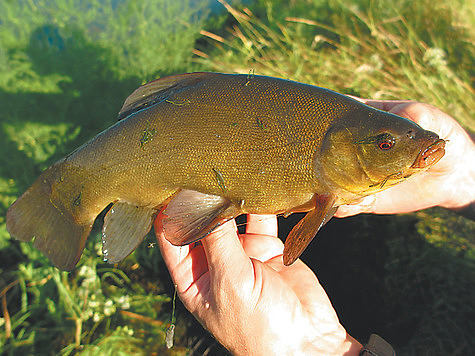 Фото: Алексей Коломиец.
